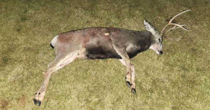 Deer was shot and left to waste in Black Eagle Park