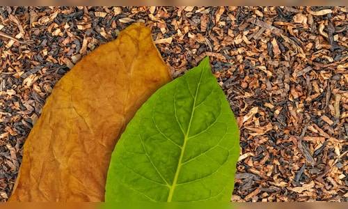 Maharashtra govt mulls invoking MCOCA to curb gutkha trade