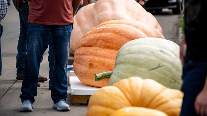 Dakota Gardener: Five things you didn’t know about pumpkin