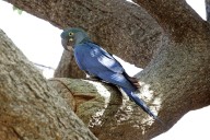 Plumas blancas en el cielo azul: un virus amenaza el regreso del guacamayo de Spix salvaje en Brasil
