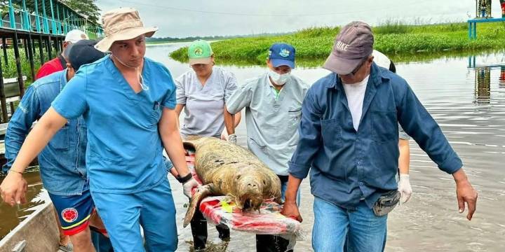Hay alarma ambiental en el Magdalena Medio tras hallazgo de un manatí antillano muerto, en vía de extensión