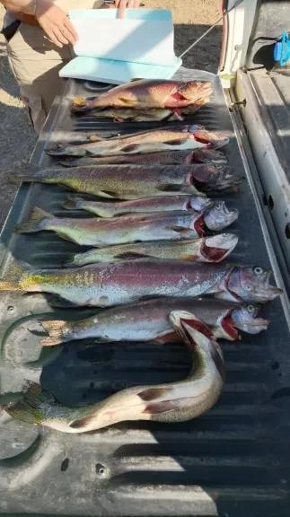 Secuestraron truchas y frutos protegidos en operativos sobre rutas de la región