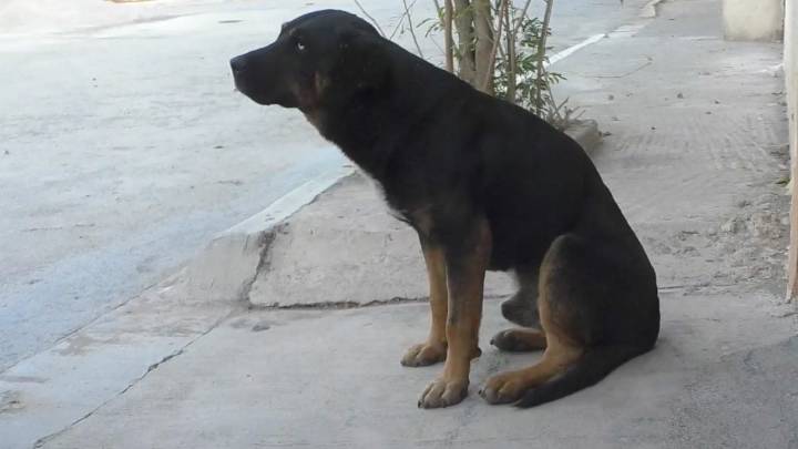 Endurecen protección a animales; hasta 4 años de cárcel por causar lesiones