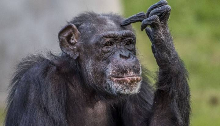 Chimpancés muestran pensamiento racional en nuevo experimento
