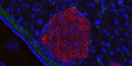 Un avance clave en diabetes: crean una técnica para observar células productoras de insulina en tiempo real