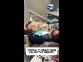 Dental therapy dog helps patients with anxiety