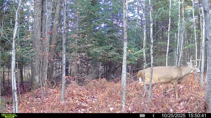 Firearm Deer Season weather: Tracking snow may be hard to find