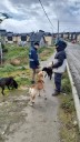 La Municipalidad de Ushuaia labró infracciones por perros sueltos en la vía pública
