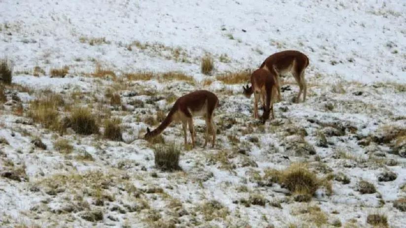 Buenas noticias: Censo Nacional de Vicuñas contabiliza más de 300 mil ejemplares a nivel nacional [FOTOS]
