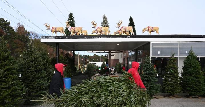 Christmas trees 101: Pros, cons and what experts recommend