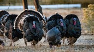 Can you hunt your own Thanksgiving turkey in Utah?