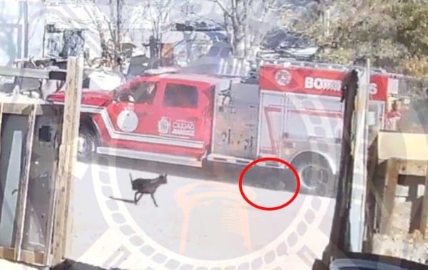 Video.- Bomberos atropellan a perrito y redes salen en su defensa