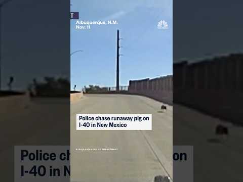 Police chase runaway pig on I-40 in New Mexico