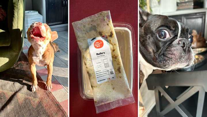 Get 100% off your first box of The Farmer's Dog for Black Friday đž