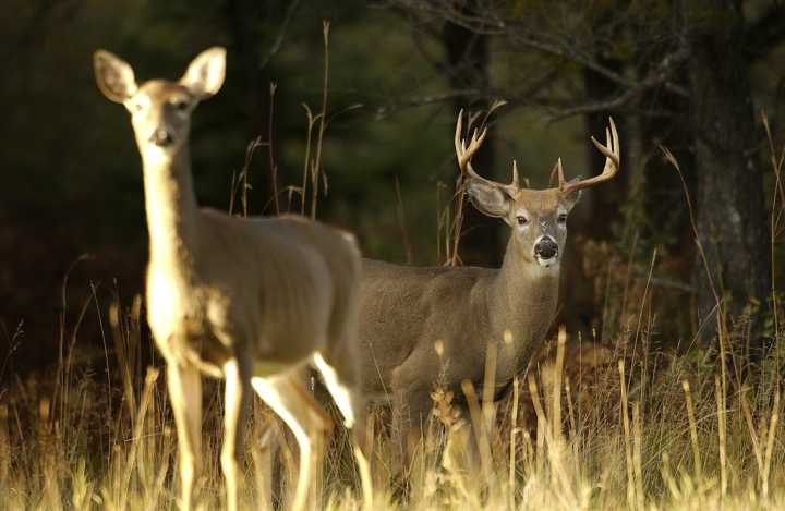 Wanted: Your deer hunting tales and photos