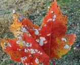 IN THE GARDEN: A reader asks what could be causing spots on this maple tree
