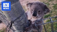 Koala mapping near Mudgee discovers strong population and ideal habitat