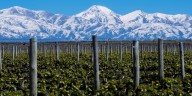 La Argentina lidera un ranking internacional con la mayor cantidad de bodegas premiadas entre las 50 mejores del mundo