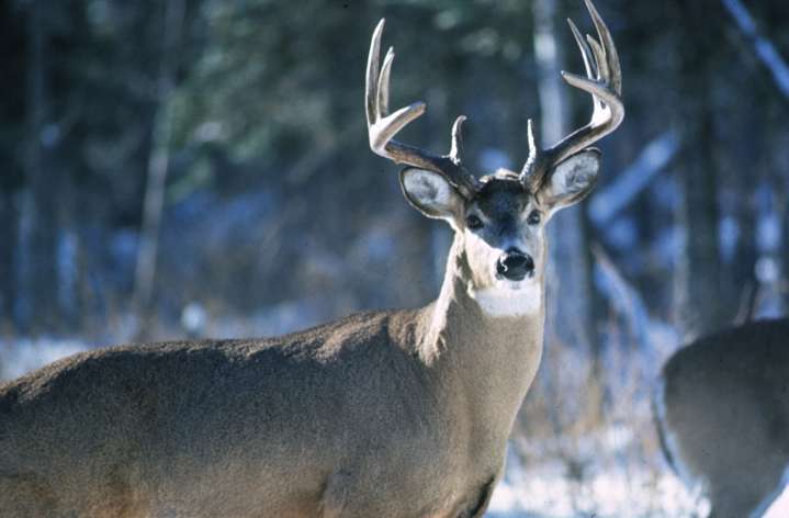 Minnesota 2025 firearms deer harvest remains above 2024 levels
