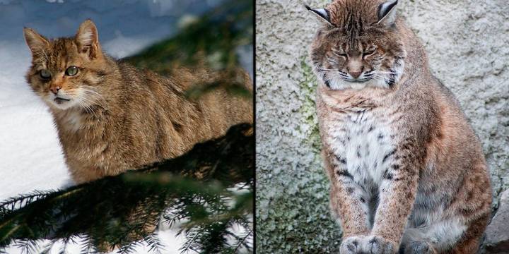 Cuál es la diferencia entre un lince rojo y un gato montés: el origen lingüístico de la confusión