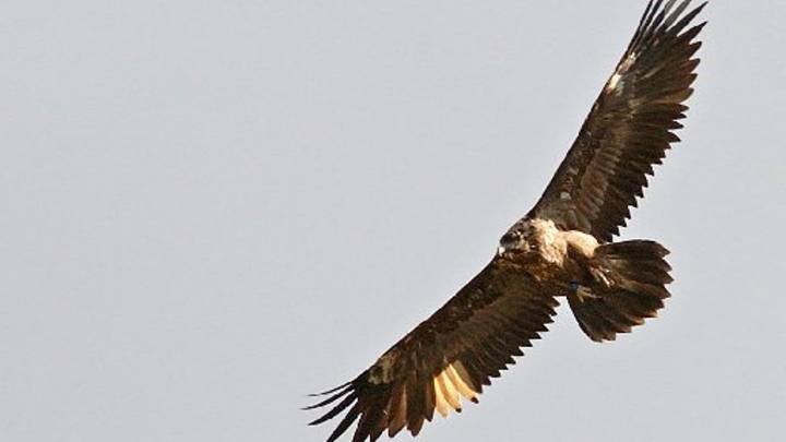 La imponente ave que ha elegido Castilla y León para quedarse