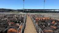 Vacunos. Entrada insuficiente y subas en el Mercado Agroganadero de Cañuelas