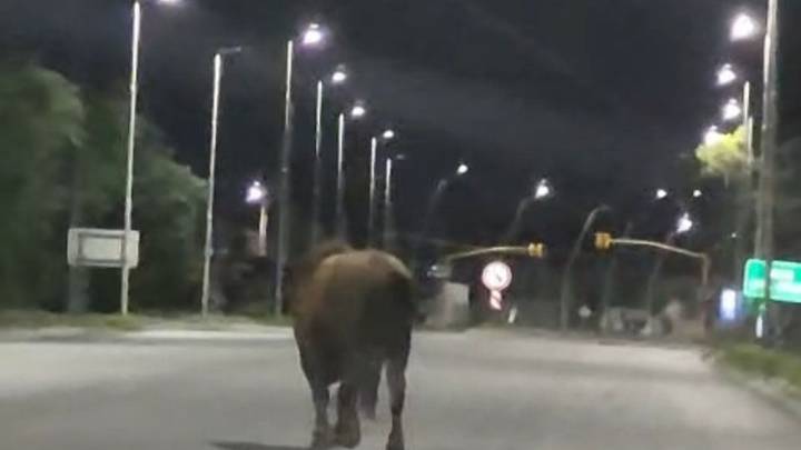 Preocupación en Arroyo Seco: toros sueltos atacaron a niños y embistieron un auto en la ruta