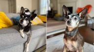 California Family Opens Their Home To A New Pup And Fate Delivers An Astonishing Connection