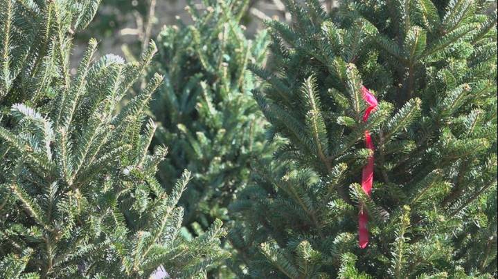 Christmas tree farms expect big business for Black Friday