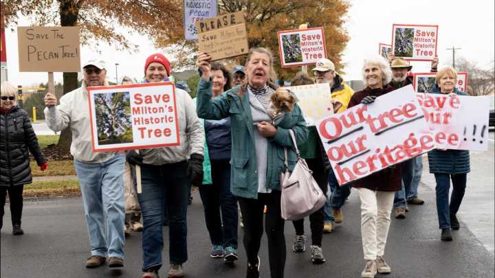 Milton residents trying to save old pecan tree from developers
