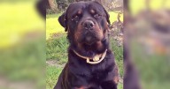 Search for stolen rottweiler from enclosure in Stradishall
