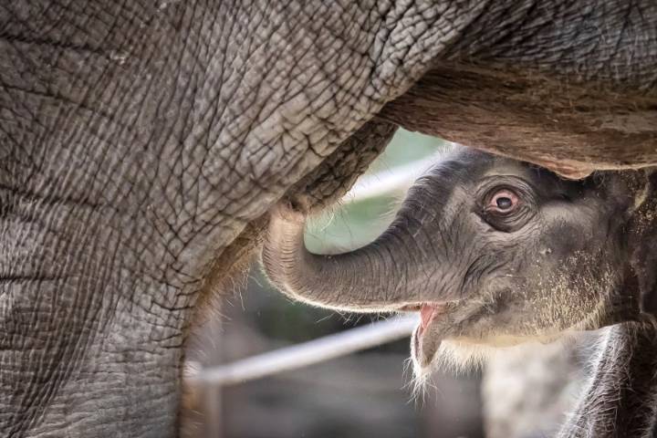 Columbus Zoo's newest baby elephant to be named by public vote