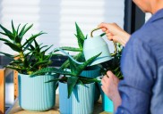 Riego casero: cómo mantener tus plantas frescas sin desperdiciar agua