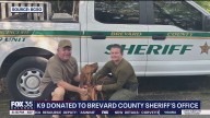 Brevard County sheriff’s office welcomes new bloodhound