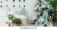 Las cinco mejores plantas para poner en la habitación, según un experto en jardinería