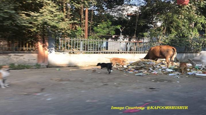Remove Stray Animals from Highways; Fence Hospitals, Schools, Colleges To Tackle Stray Dog Menace: Supreme Court