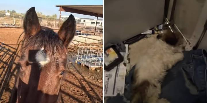 Deputies rescue animals found in ‘horrific conditions’ in Buckeye