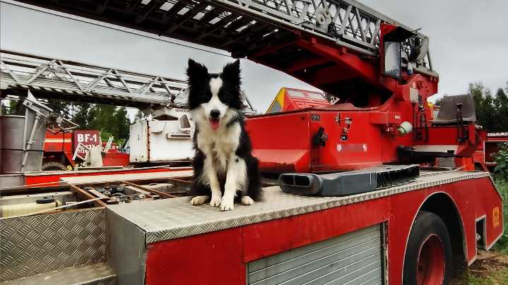 Merlín, el border collie de Talca que conquistó la élite del rescate canino mundial