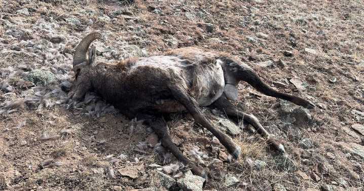 Colorado Parks and Wildlife looking for poacher who killed bighorn sheep in Saguache County
