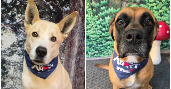 Pets Of The Week: Bastian and Sadie