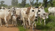 Police Recover 37 Stolen Cattle Worth K105 Million in Ntcheu