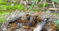 Why some ant colonies get tricked into killing their own queens