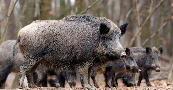 Dos jabalíes muertos dan positivo en Peste Porcina Africana en un pueblo de Barcelona