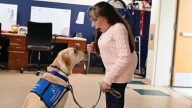 Lab puppy who eased grief of Farmingdale school community after bus crash, becomes service dog