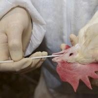 Pennsylvania Halts Changes to Live Bird Market Testing