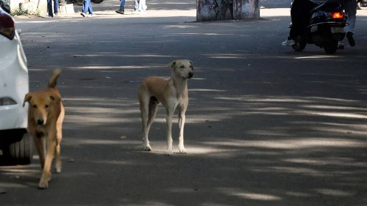 Bhopal News: 2 Lakh Stray Dogs To Be Removed From Public Places; BMC Gets Into Mission Mode After SC Order Follow