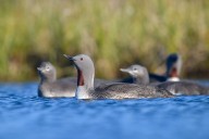 A visit to the pristine Western Arctic, which faces gas and oil drilling