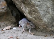 3 Ohio towns among 50 rattiest cities in US, report says