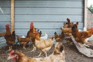 Tragic Death in WA Tied to Avian Influenza Complications
