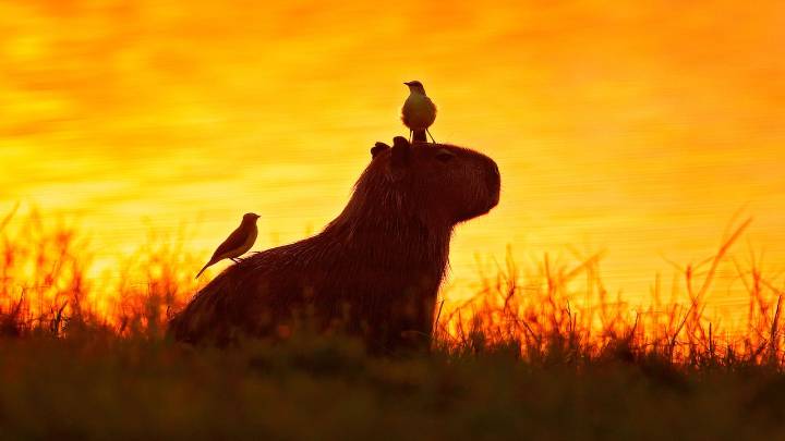 Villavicencio y Meta escriben una nueva historia